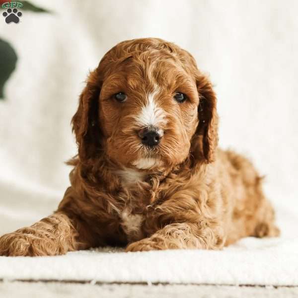 Duke, Cockapoo Puppy